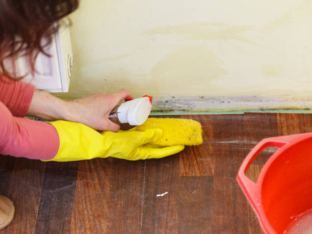 Why You Should Choose Our Mold Remediation Services in Colfax, IL